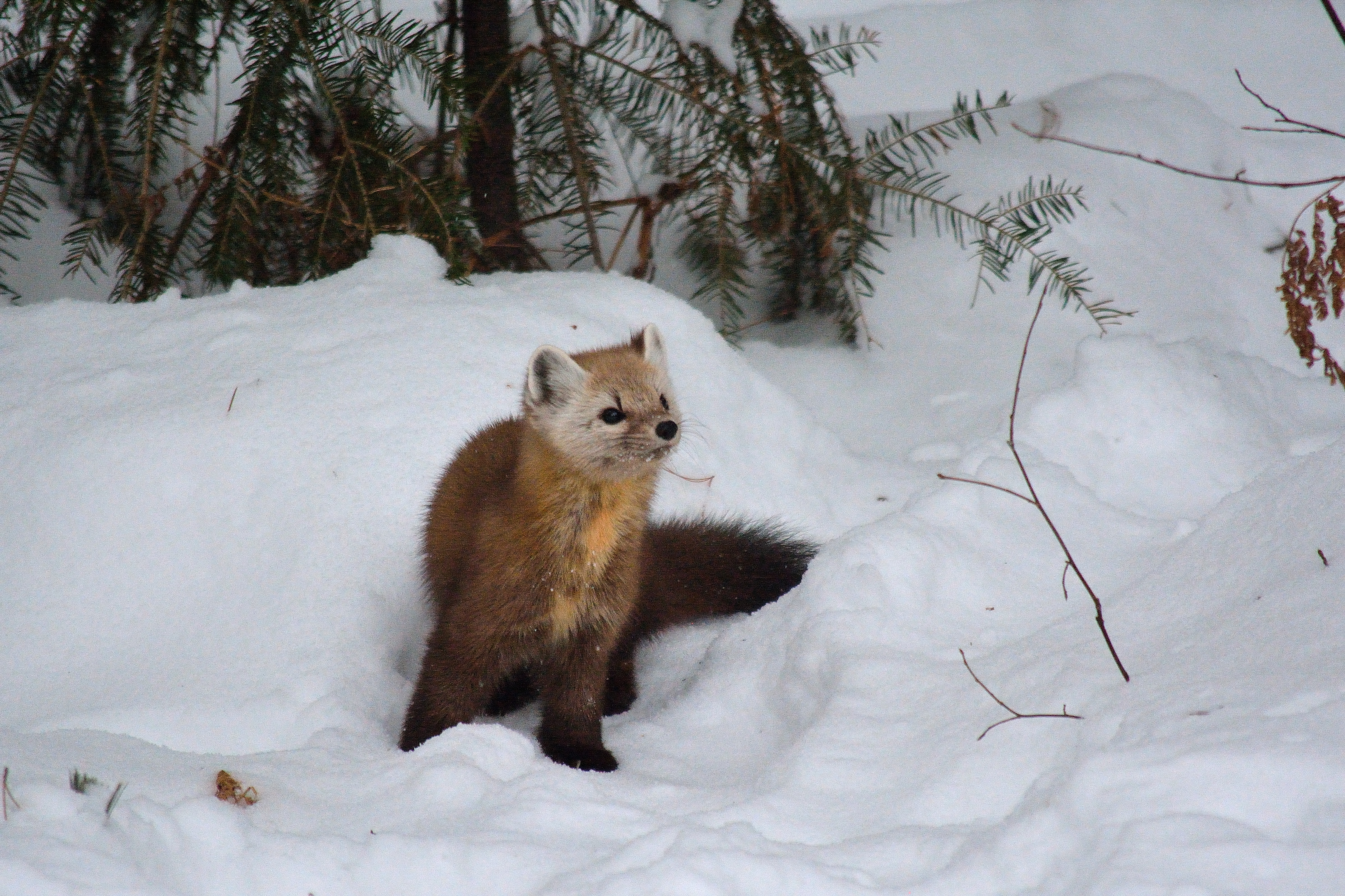 Pine Marten