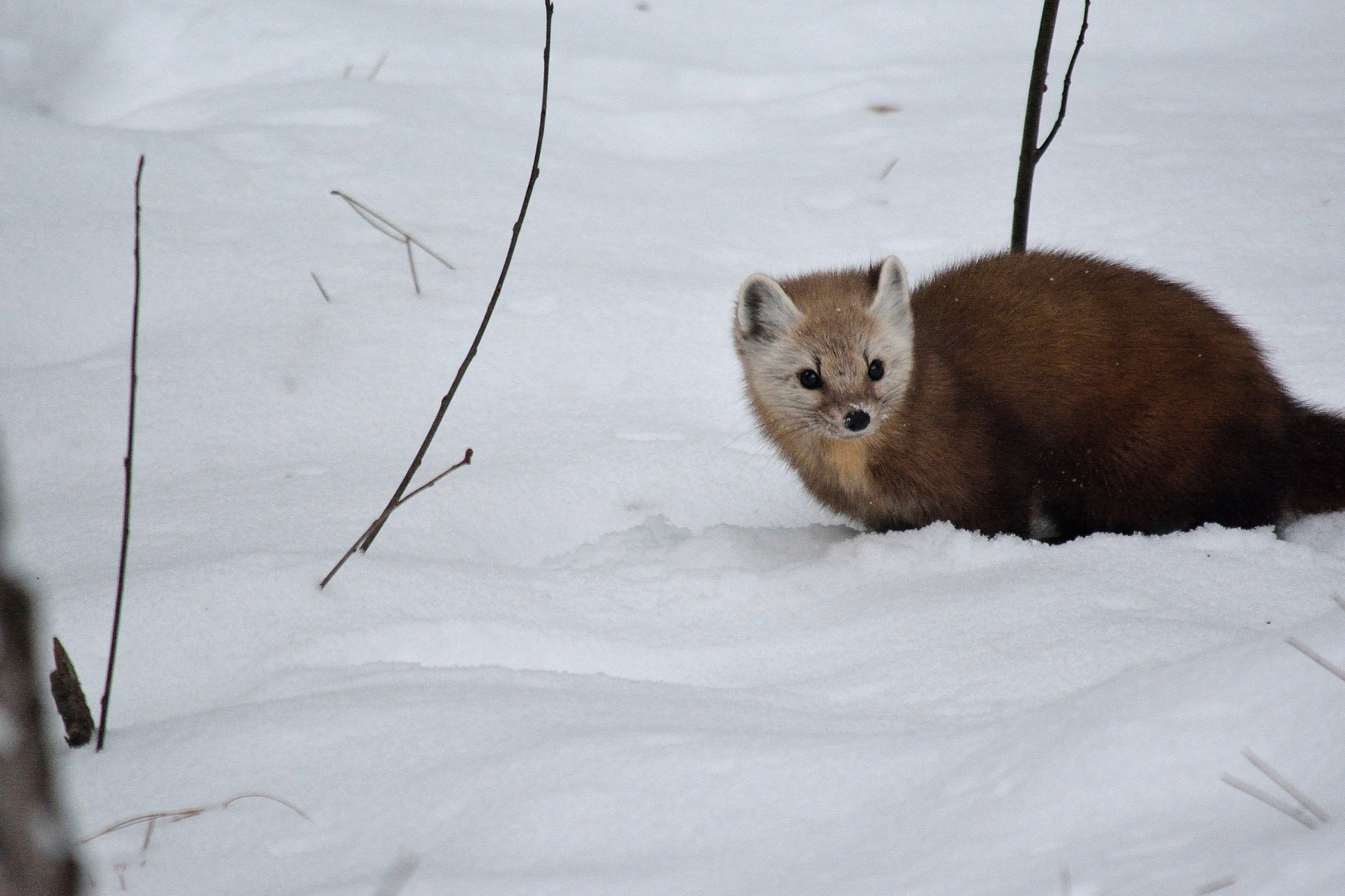 Pine Marten