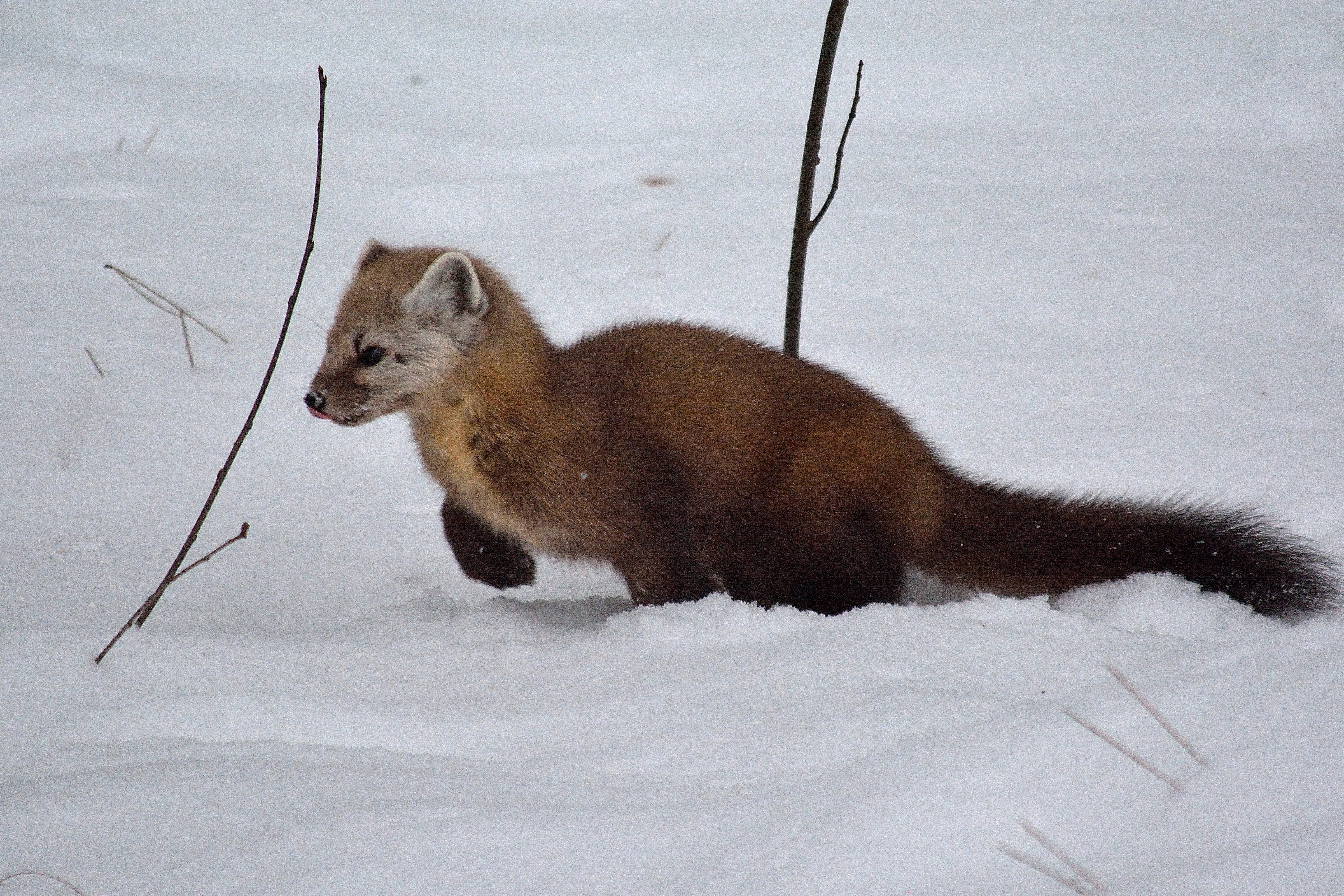 Pine Marten