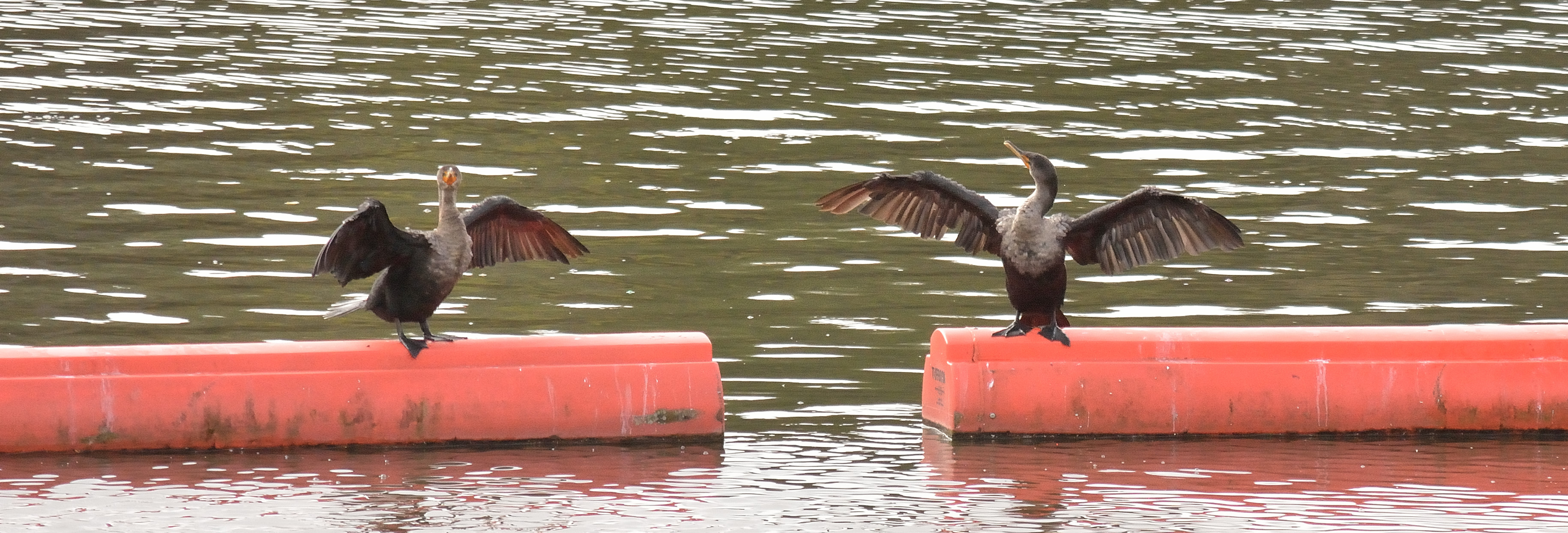Cormorants