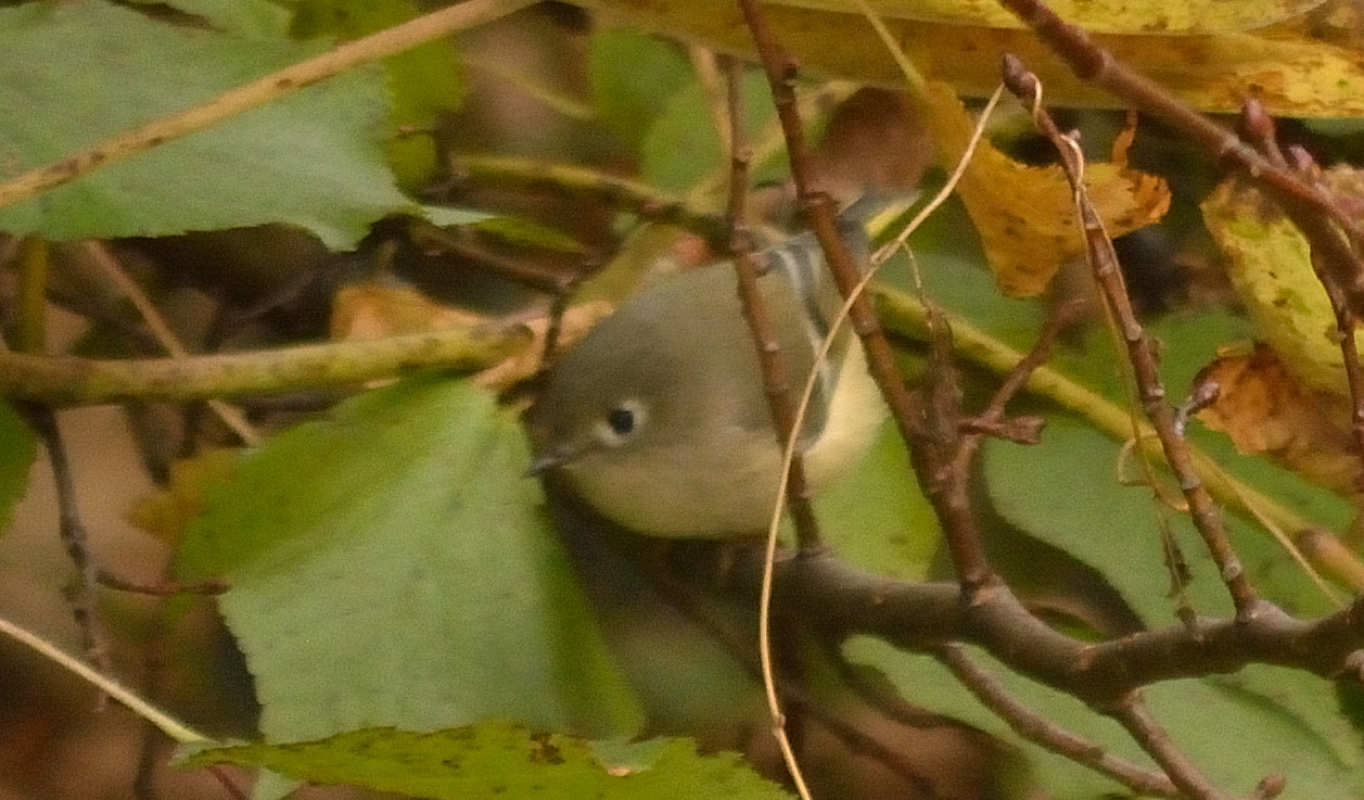Kinglet