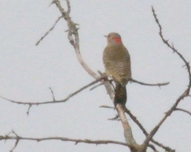 Northern Flicker