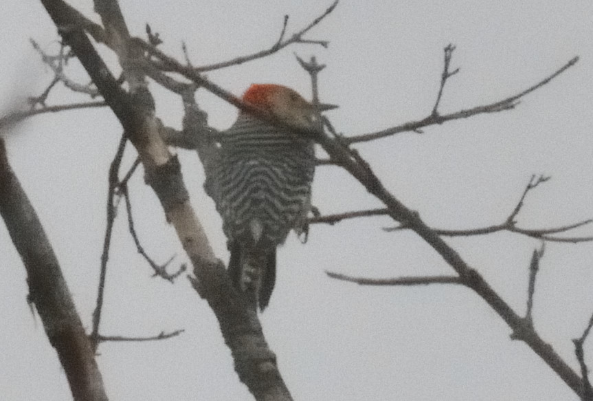 Red-Bellied Woodpecker