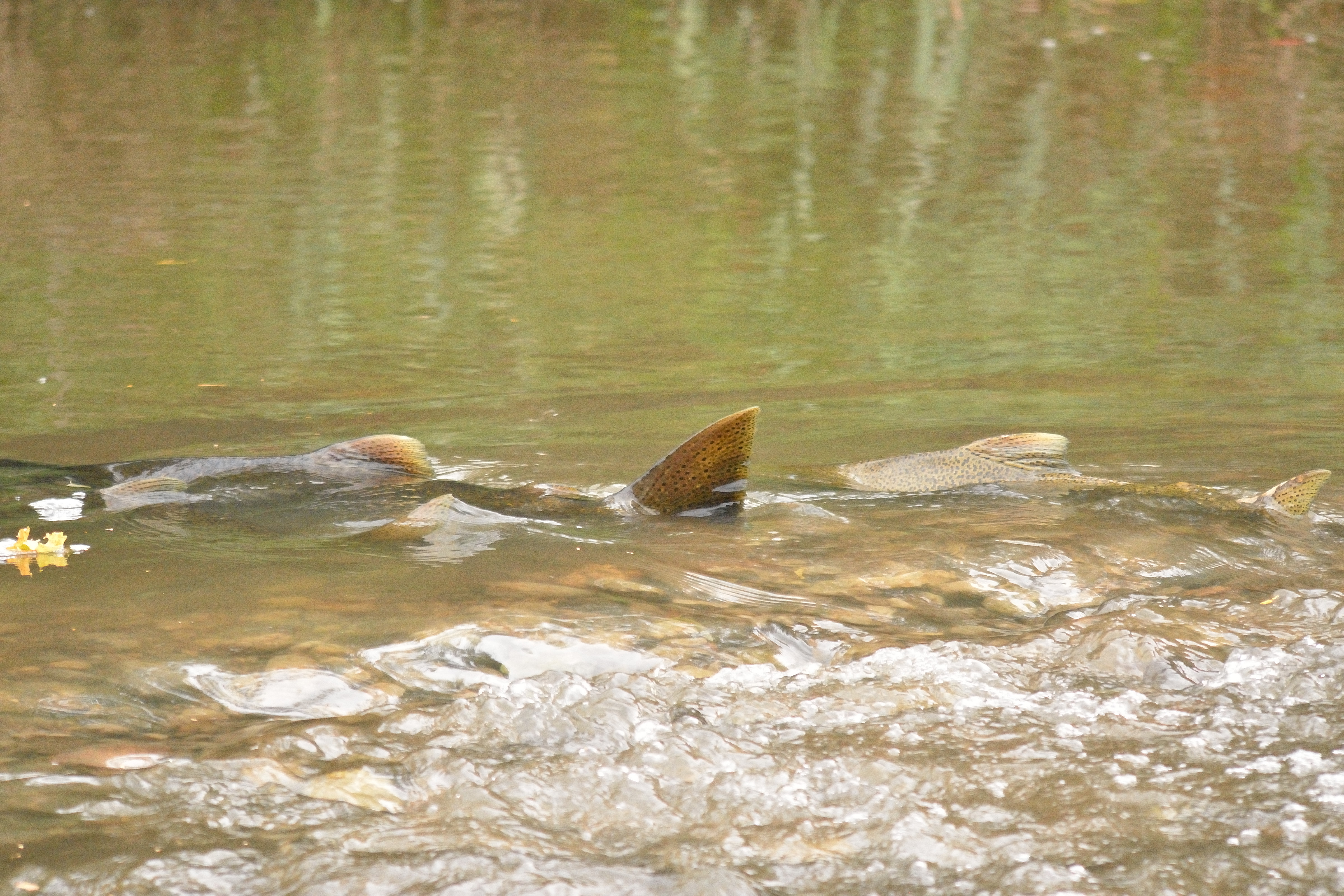 Spawning Salmon.