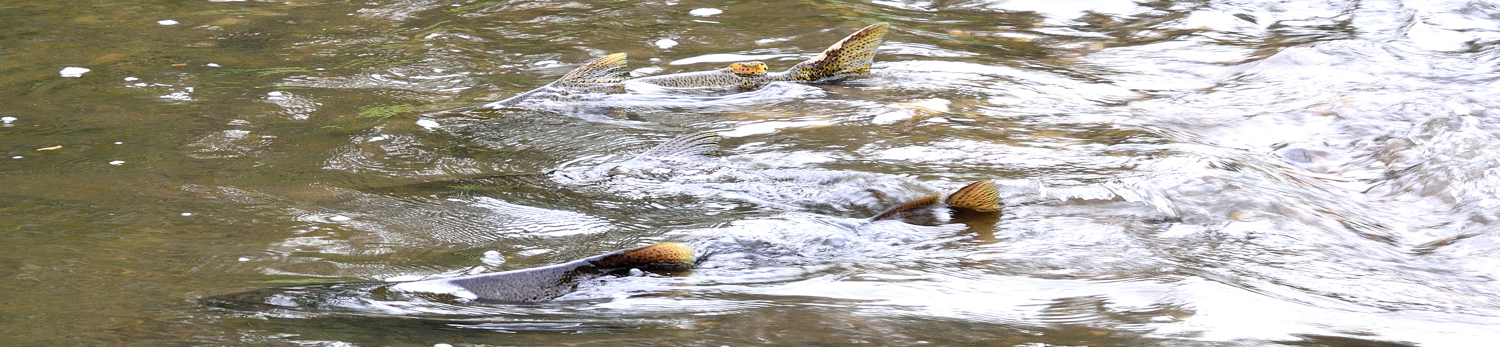 Spawning Salmon