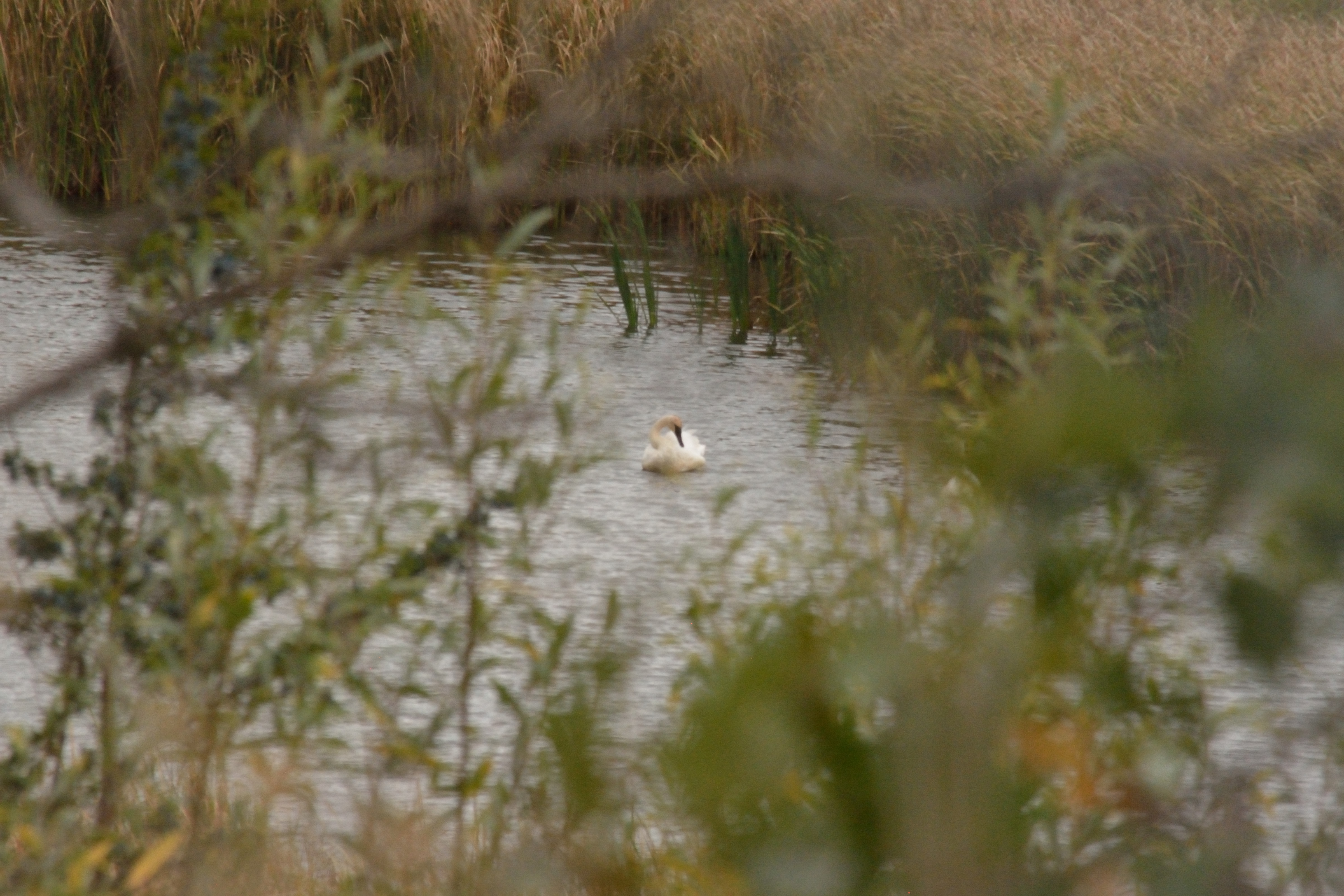 Trumpeter Swan
