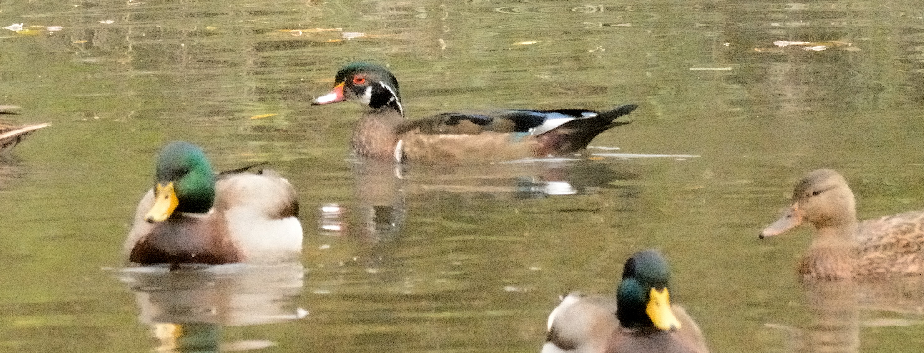 Wood Duck