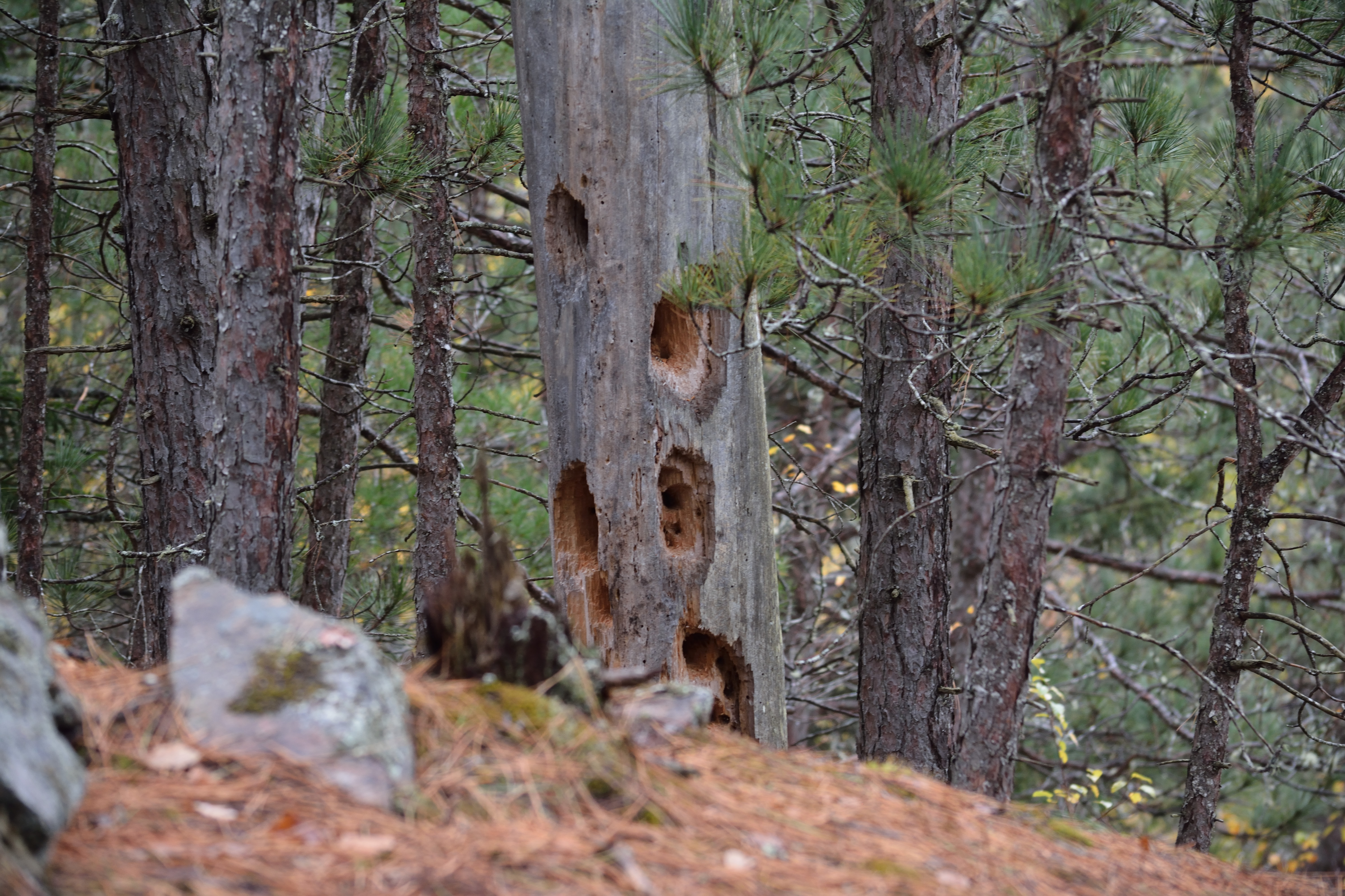 Pileated Woodpecker holes