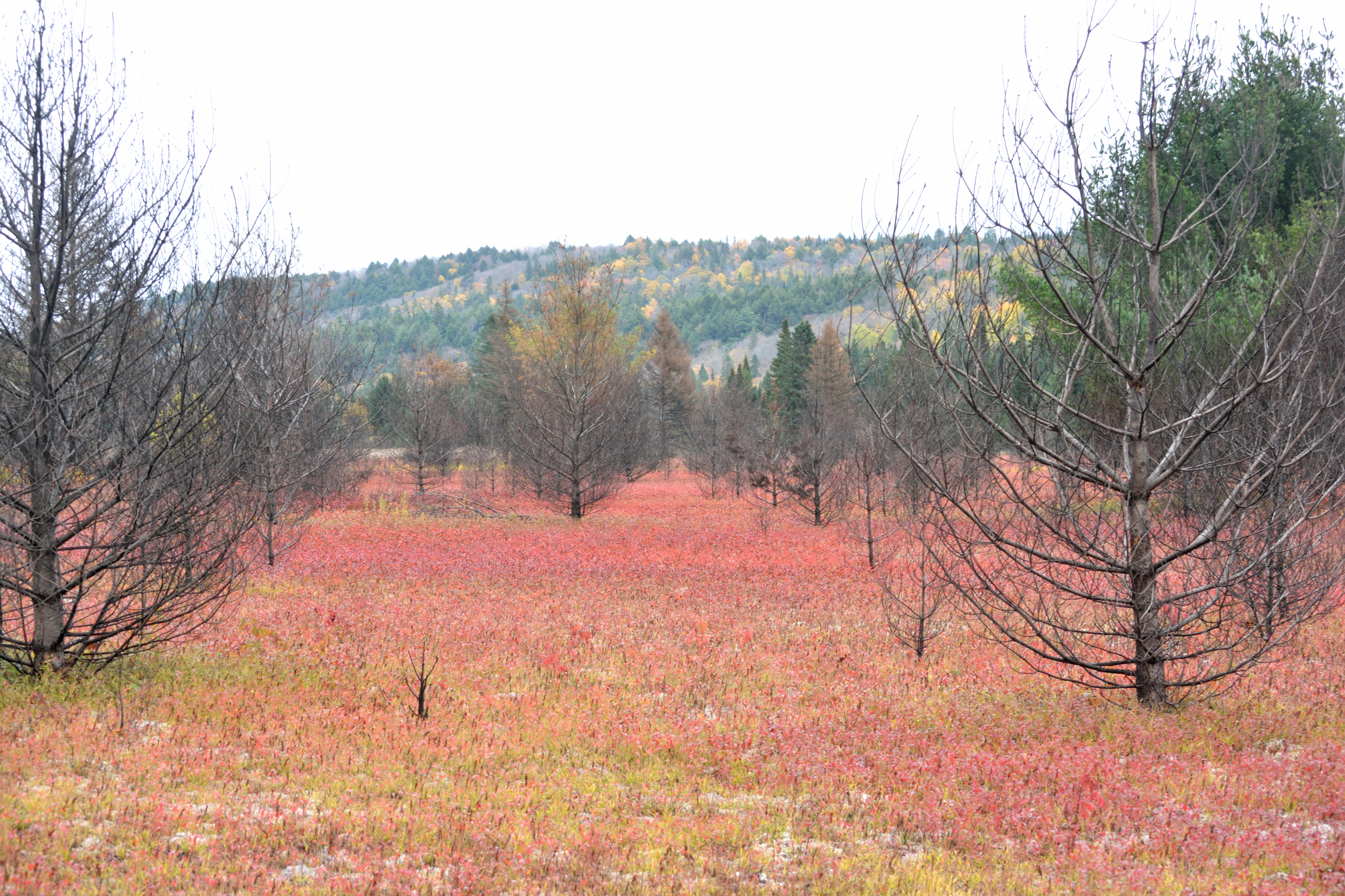 Mew Lake airfield Algonquin
