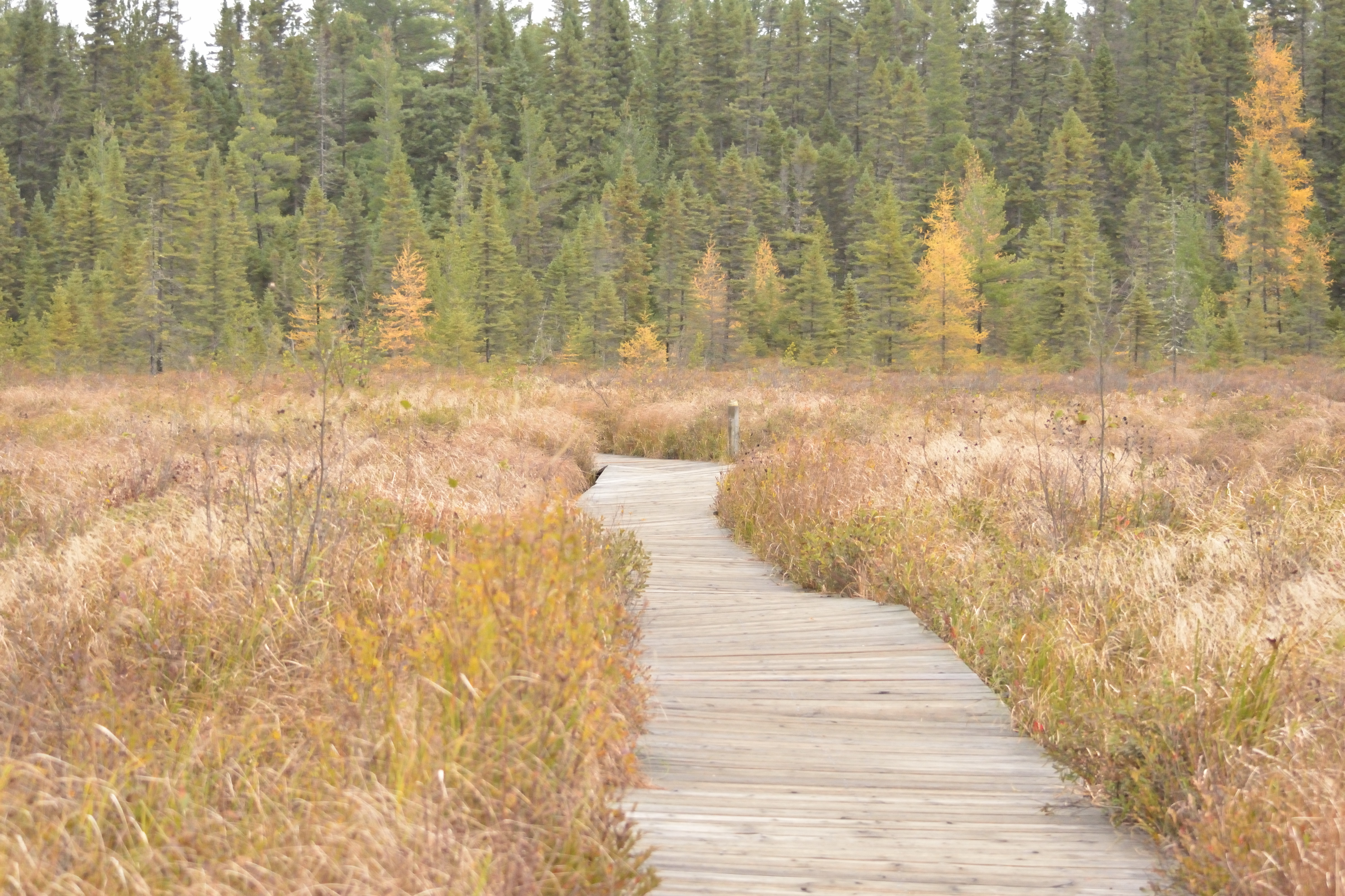 Spruce Bog Boardwalk