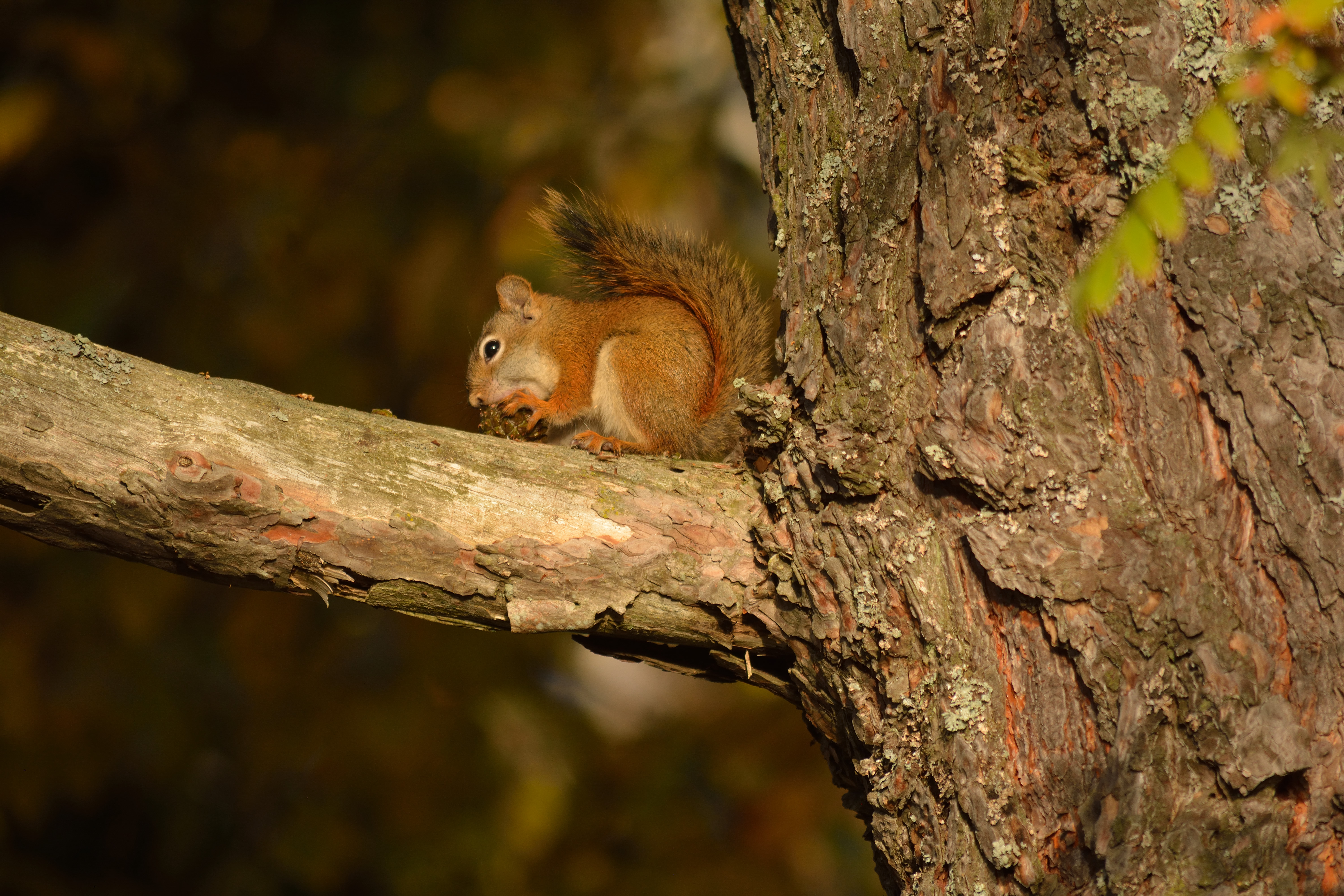Red Squirrel