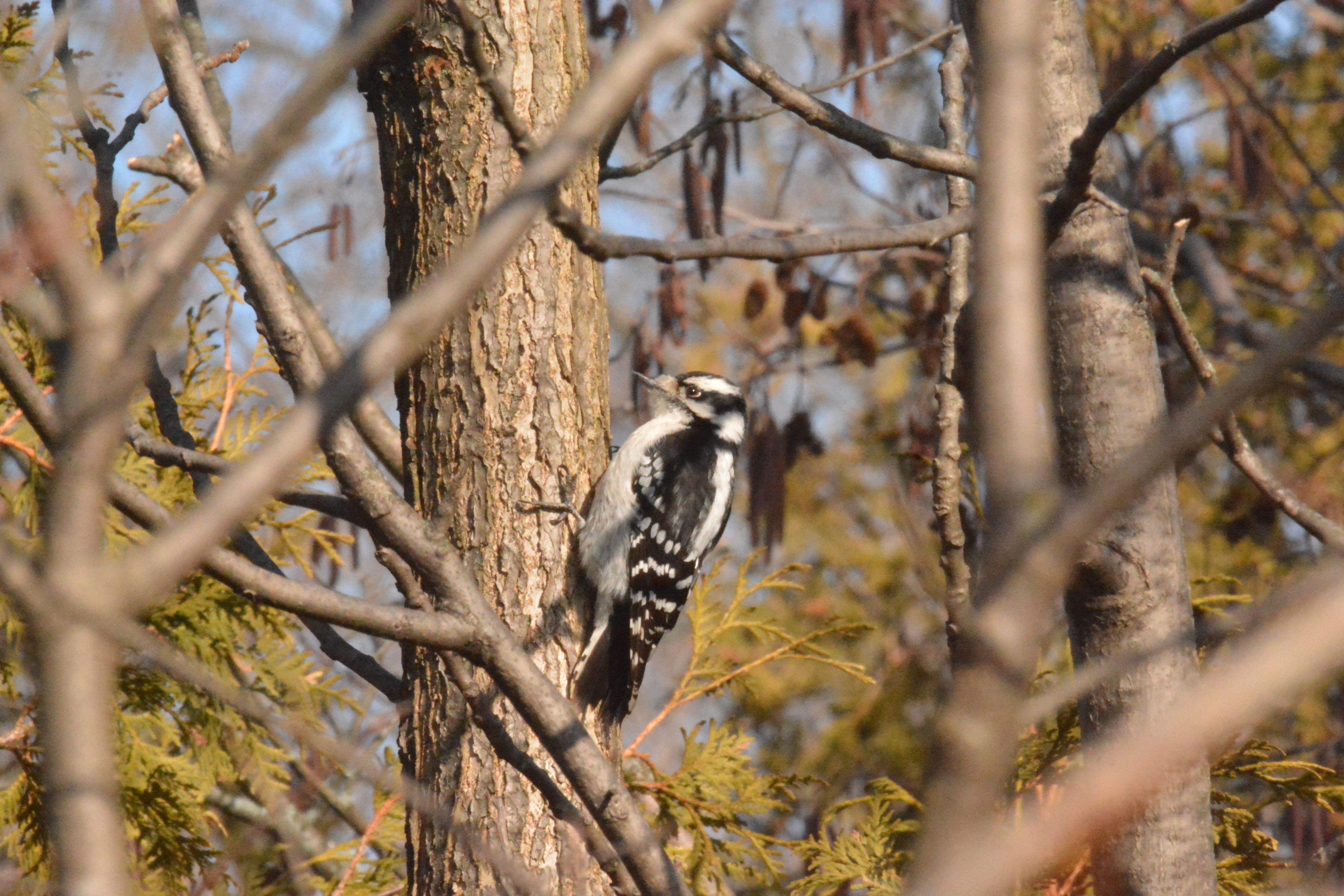 Downy Woodpecker 