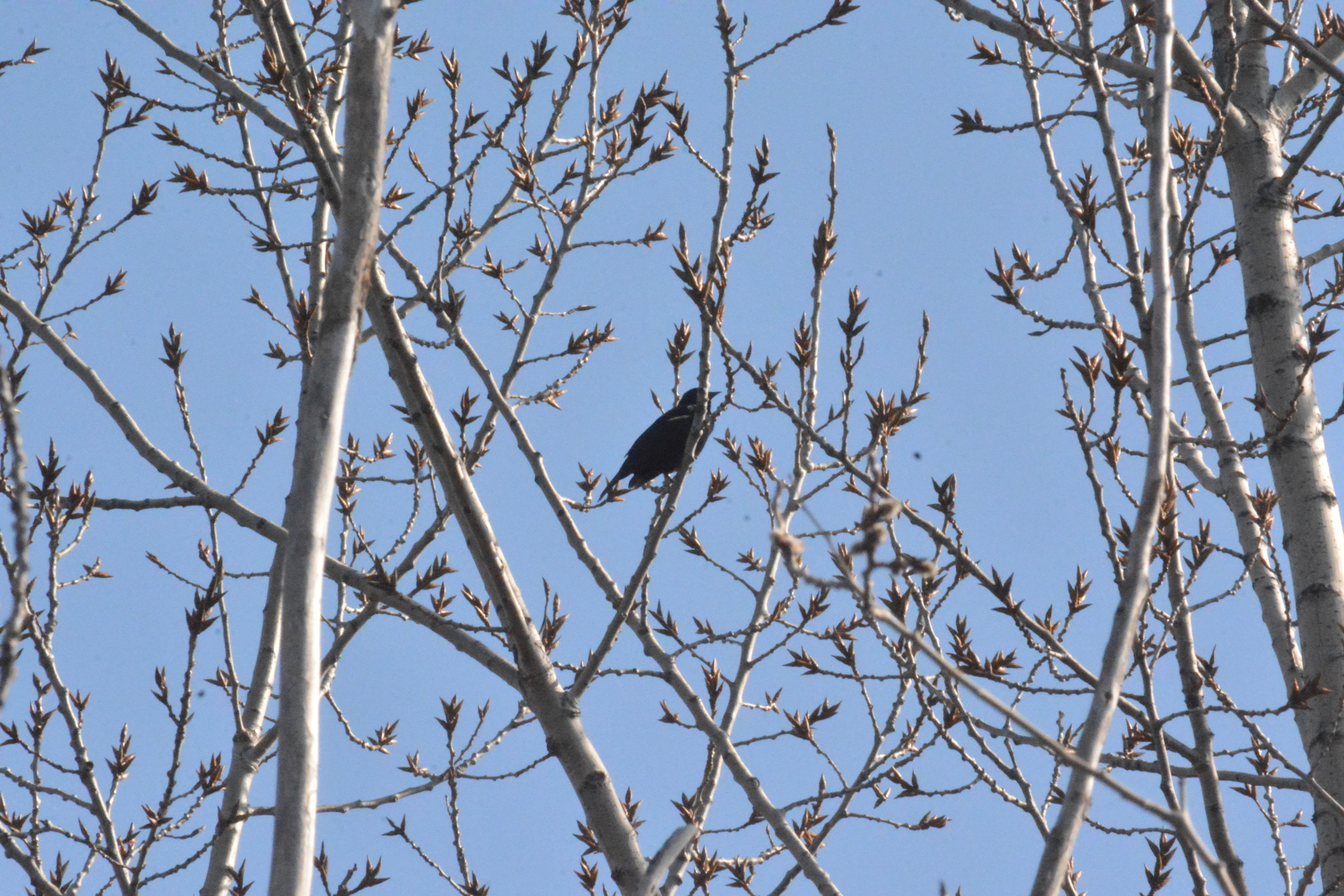 Red-winged blackbird