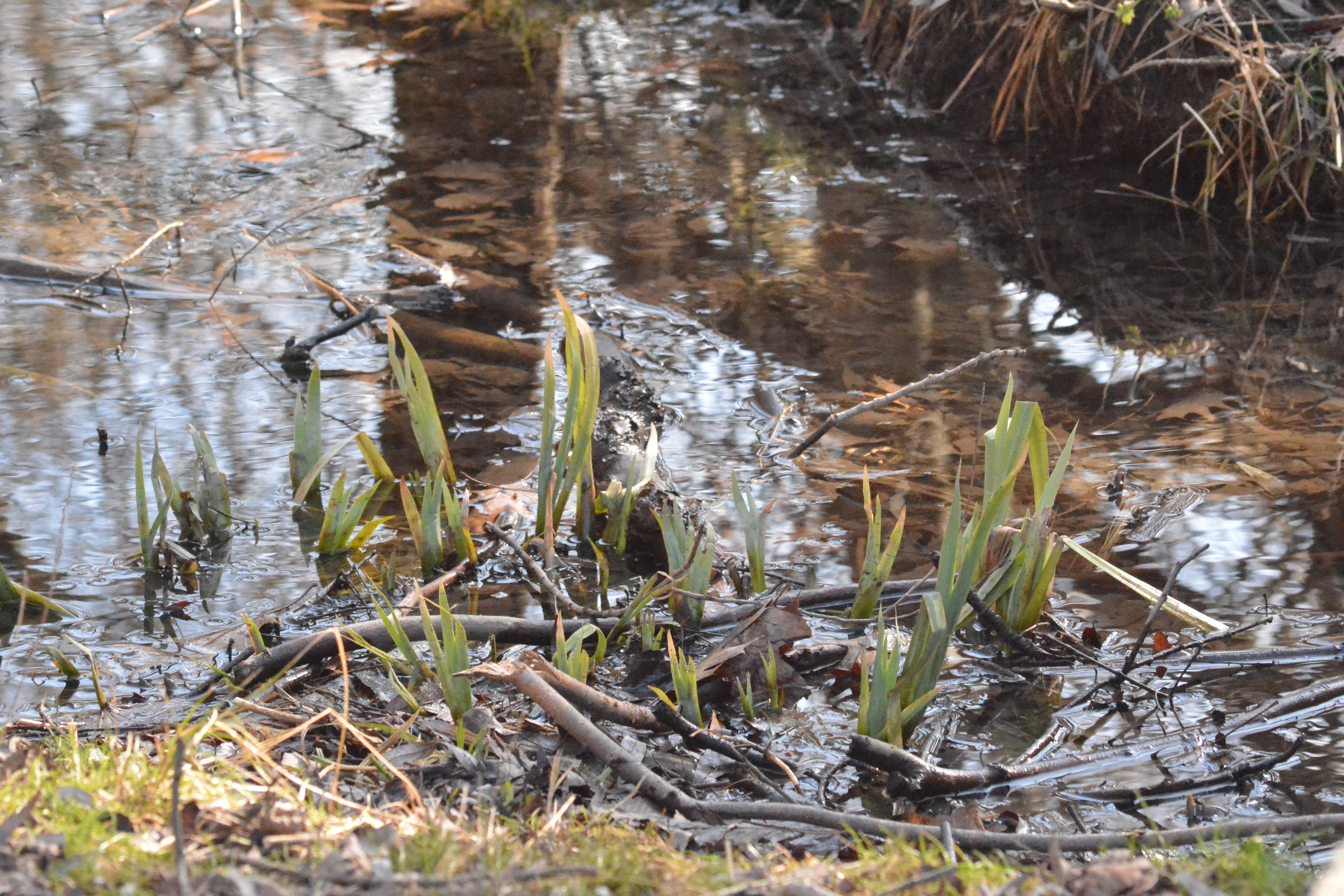 green reeds coming out