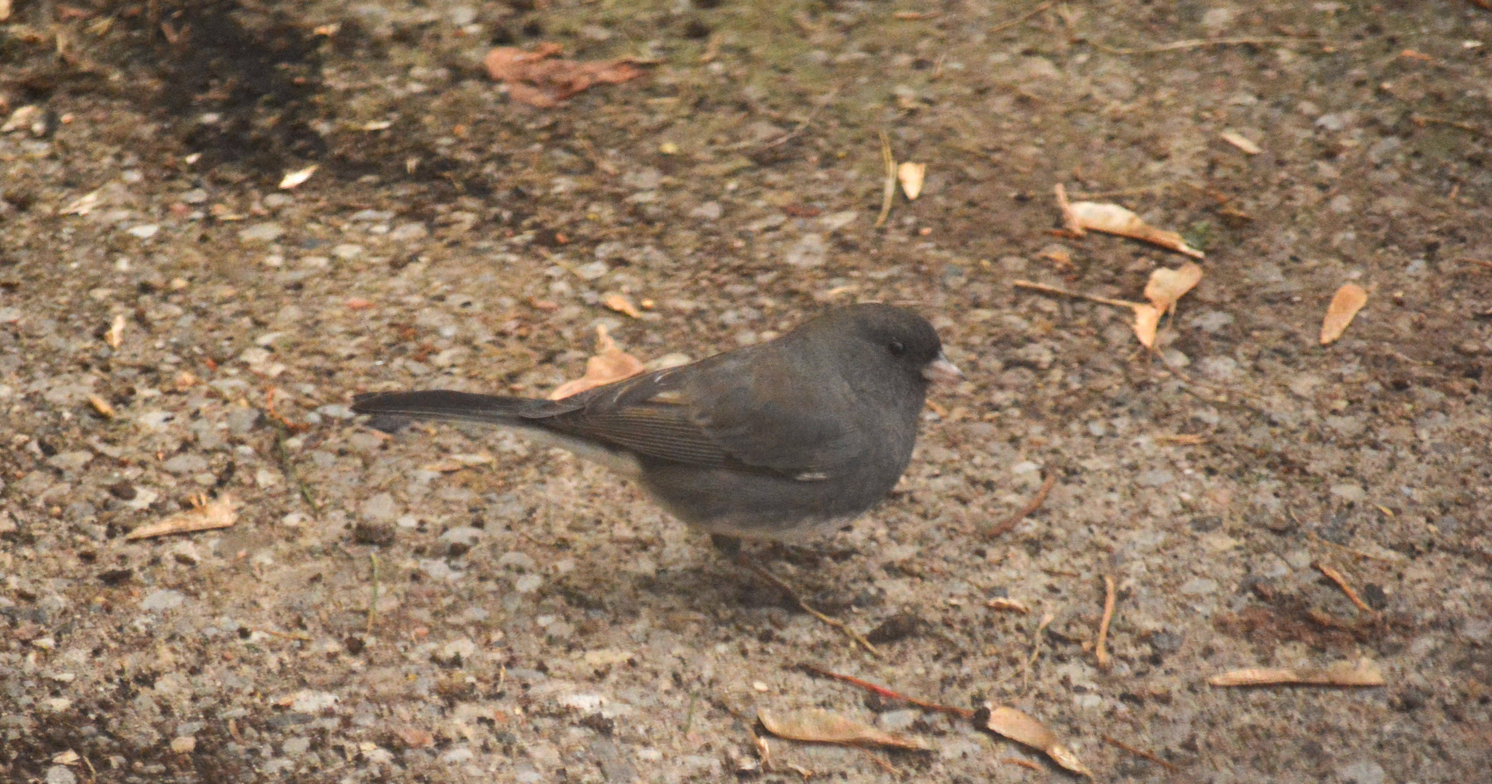junco
