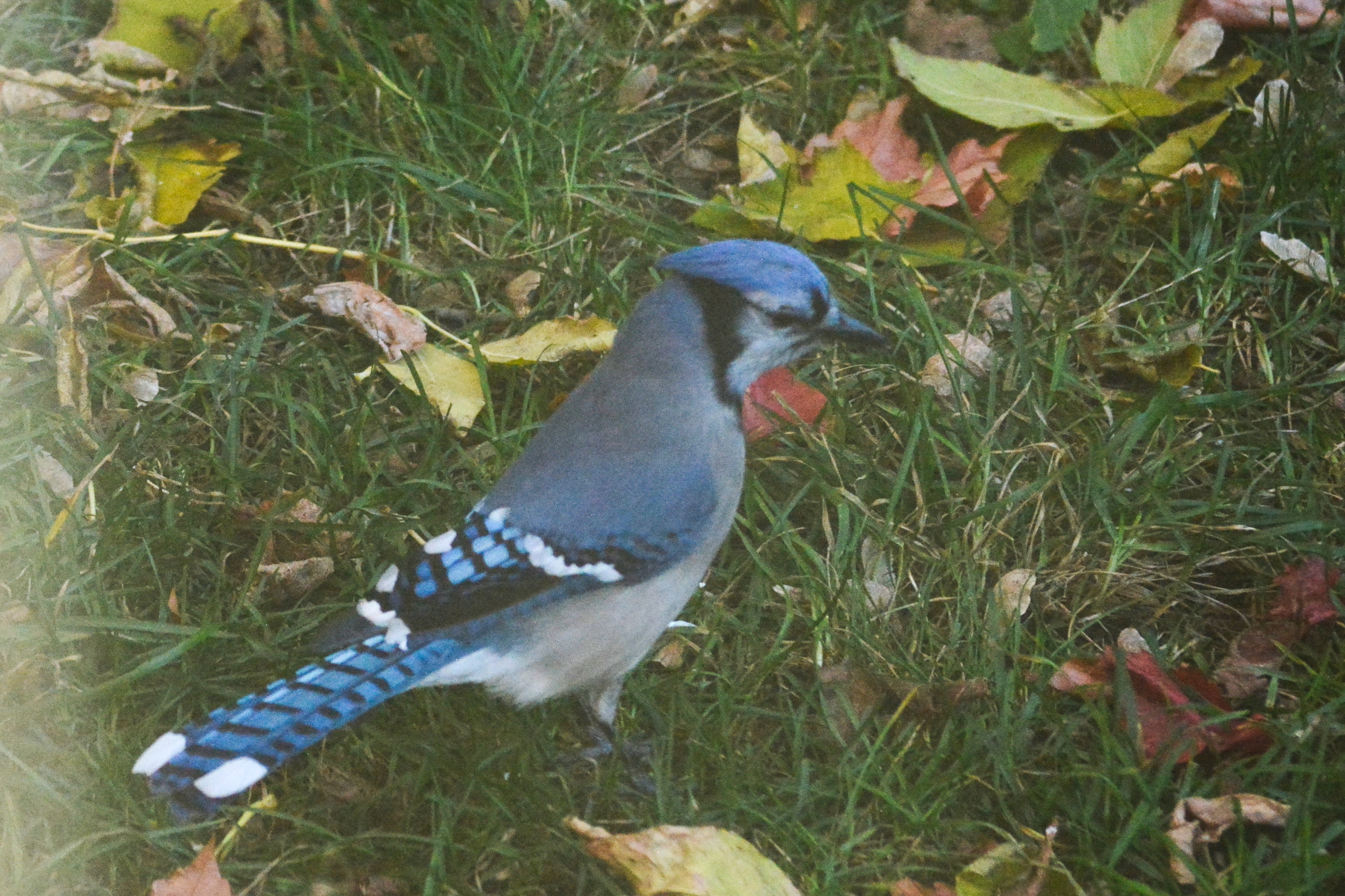 bluejay